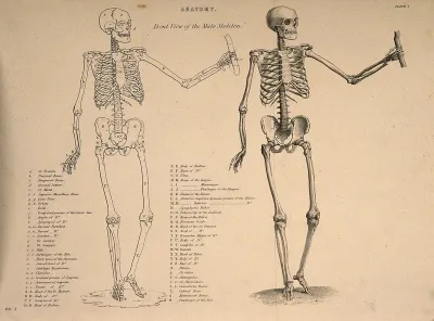 Male skeleton seen from the front, with left arm extended: two figures (one an outline drawing)