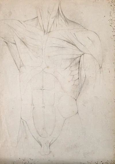 Male torso: écorché figure