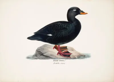 Male Velvet Scoter