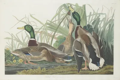 Mallard Duck