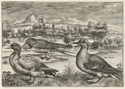 Mallard, Duck, and Swallow