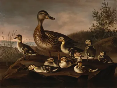 Mallard Ducklings