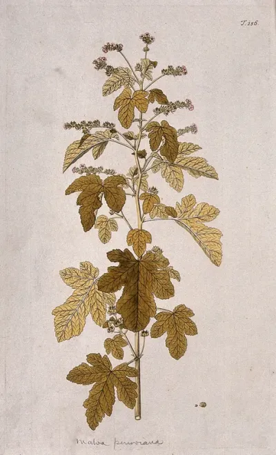 Mallow (Malva peruviana): flowering and fruiting stem with separate fruit