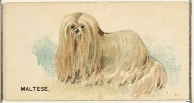 Maltese, from the Dogs of the World series for Old Judge Cigarettes