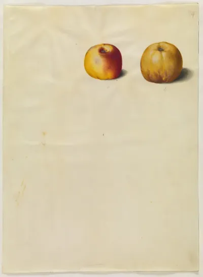 Malus domestica (almindelig æble)