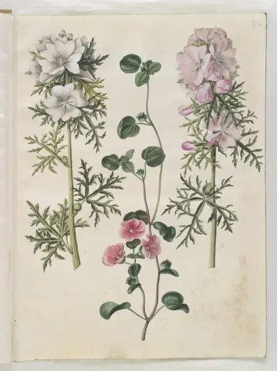 Malva moschata (moskus-katost); Malva eller Malope (art af katost eller malope)