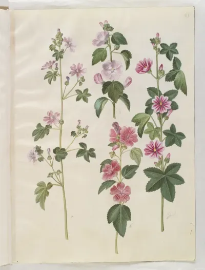 Malva sylvestris (almindelig katost); Lavatera thuringiaca (tysk poppelrose)