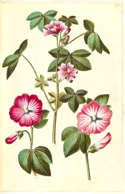 Malva sylvestris (almindelig katost); Lavatera trimestris (mamelukærme)