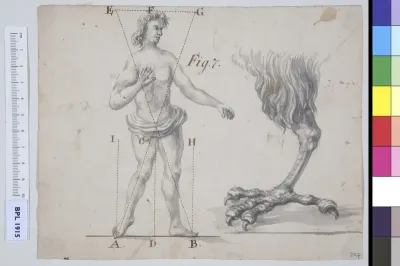 Man's balance compared to a bird's foot