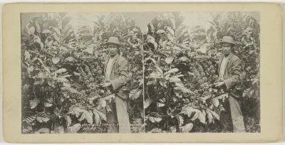 Man tussen koffieplanten