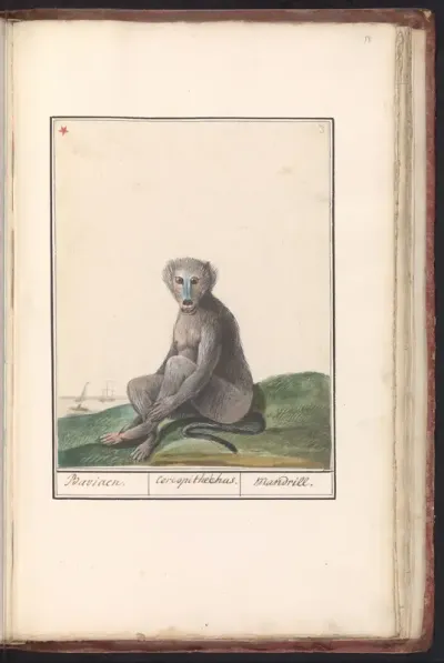 Mandril (Mandrillus sphinx)