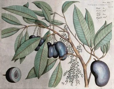 Mango (Mangifera indica L.): branch with flowers, fruit and leaves, cross-section of fruit and flower