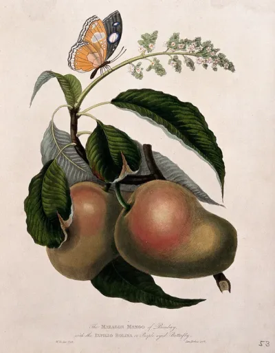 Mango (Mangifera indica L.) flower and fruit with a purple-eyed butterfly (Papilio sp.)