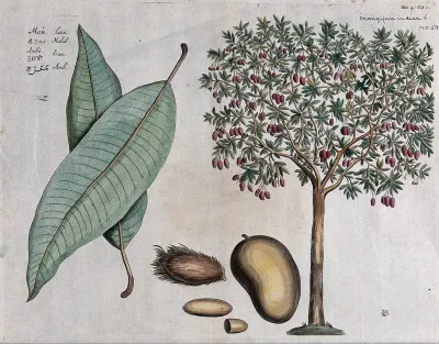 Mango (Mangifera indica L.): fruiting tree, leaves, fruit, flower, seed and cross-section of seed