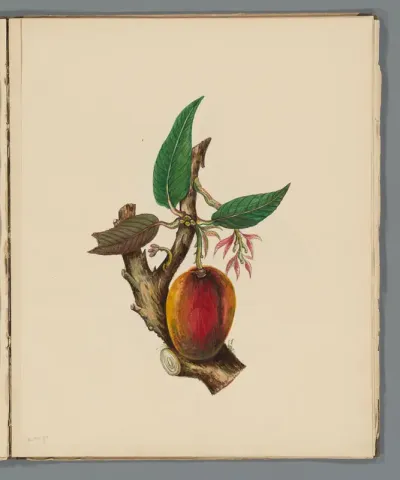 Mango (Mangifera indica)