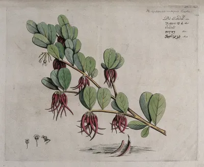 Mangrove plant (Aegiceras corniculatum (L.) Blanco): branch with flowers and fruit and separate flowers and fruit on ground