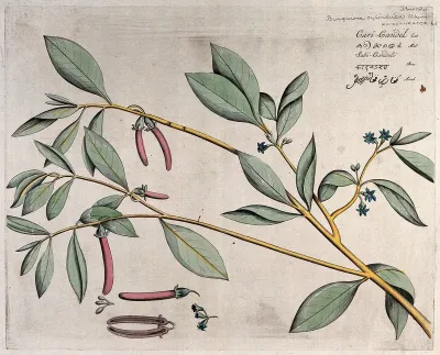 Mangrove plant (Bruguiera cylindrica Blume): branch with flowers and fruit, separate flowers and fruit and sectioned fruit
