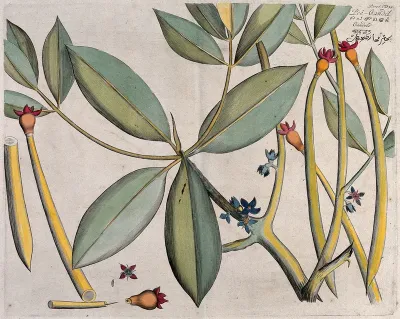 Mangrove Tree (Rhizophora mucronata Lam.): branch with flowers and fruits and separate sectioned flower and fruit with seed