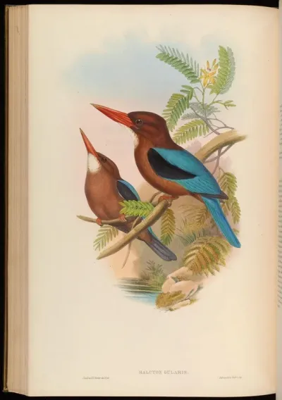 Manilla Kingfisher