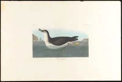 Manks Shearwater