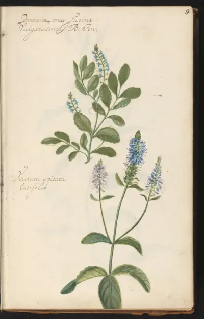 Mannetjesereprijs (veronica officinalis) en Aarereprijs (veronica spicata)