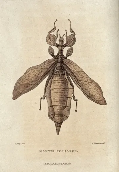Mantis foliatus