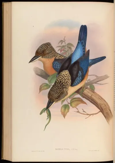 Mantled Kingfisher