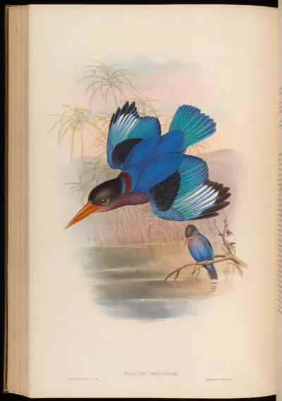 Many-coloured Kingfisher