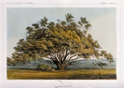 Manzanita tree (Arctostaphylos pungens Kunth) in open landscape