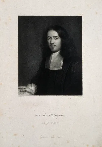 Marcello Malpighi