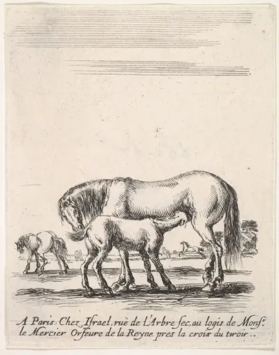 Mare suckling a foal in center, another foal urinating in back left, other horses in the background, from "Various cavalry exercises" (Diverses exercices de cavalerie)