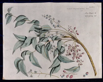 Margosa (Azadirachta indica A