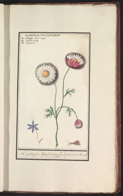 Margriet (Leucanthemum)
