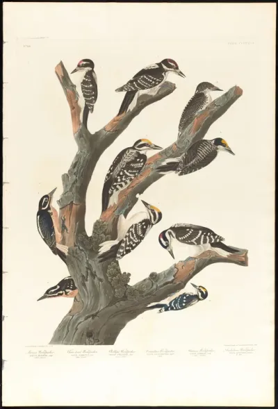 Maria's Woodpecker