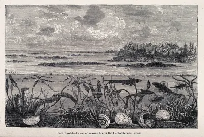 Marine life in the carboniferous period
