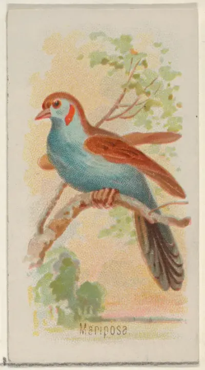 Mariposa, from the Song Birds of the World series (N23) for Allen & Ginter Cigarettes
