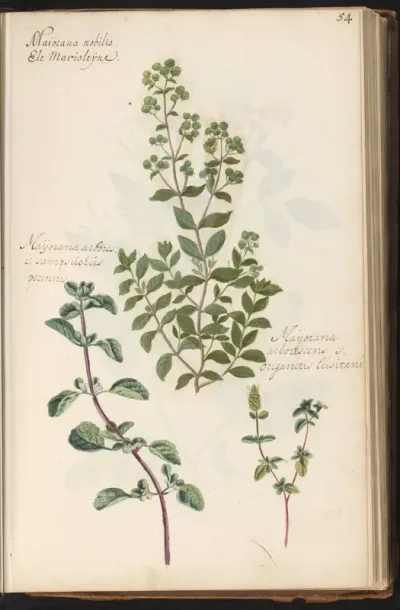 Marjolein (Origanum majorana) en wilde marjolein (Origanum vulgare)