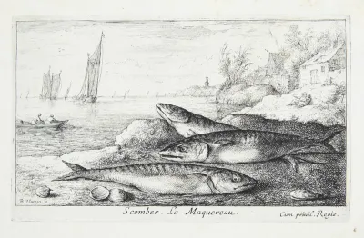 Markrellen (Scomber)