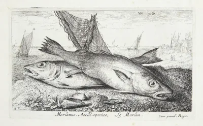 Marlinen (Merlanus, Aselli species)