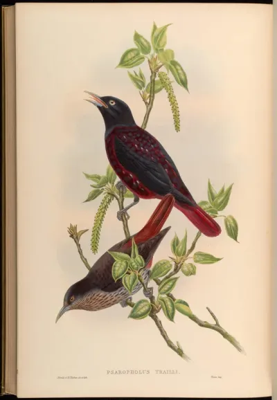 Maroon Oriole