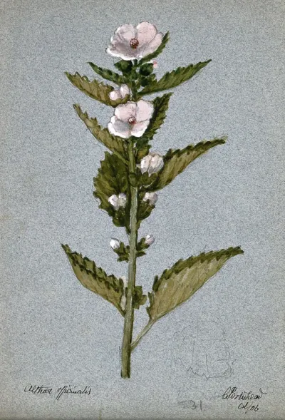 Marsh mallow plant (Althaea officinalis): flowering stem