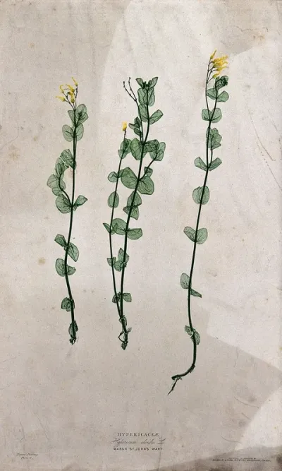 Marsh St. John's wort (Hypericum eloides): flowering stems. Colour nature print by H. Bradbury