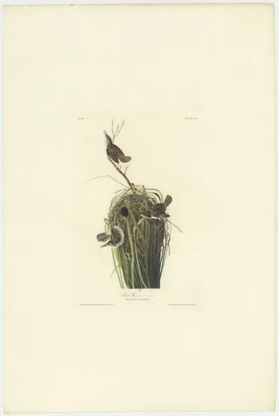Marsh Wren