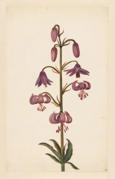 Martagon Lily (Lilium martagon)
