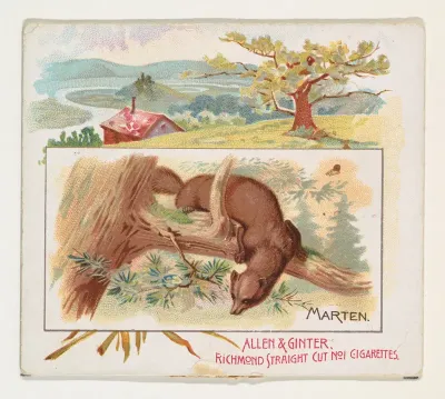 Marten, from Quadrupeds series (N41) for Allen & Ginter Cigarettes