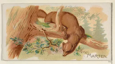 Marten, from the Quadrupeds series (N21) for Allen & Ginter Cigarettes