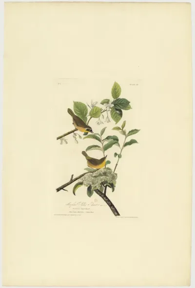 Maryland Yellow Throat