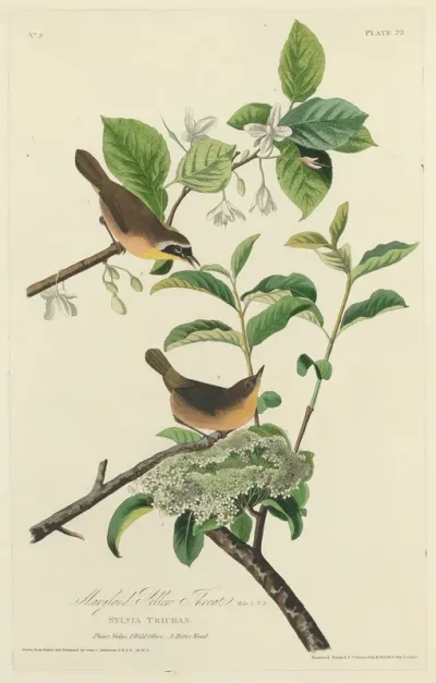 Maryland Yellow Throat