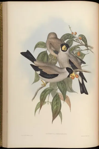 Masked Grosbeak