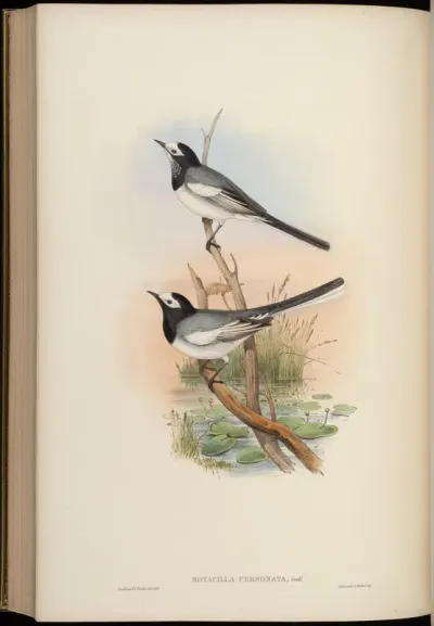 Masked Wagtail
